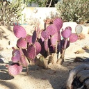 santa-rita-purple-prickly-pear-opuntia-santa-rita