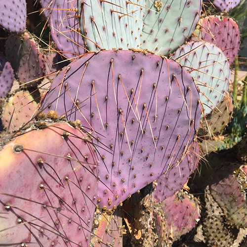 Santa Rita Purple Prickly Pear - Opuntia 'Santa Rita'