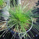 fiber-optics-grass-isolepis-cernua