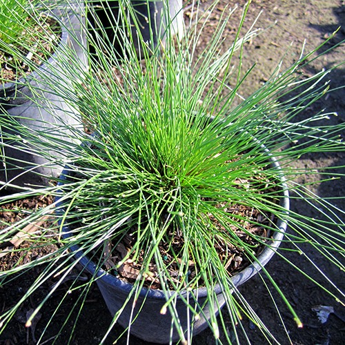 Fiber Optics Grass - Isolepis cernua