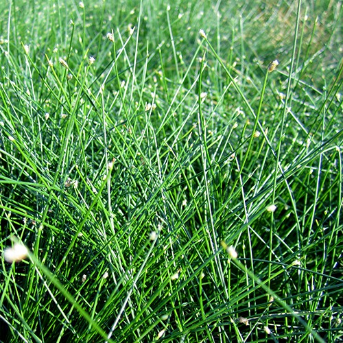 fiber-optics-grass-isolepis-cernua