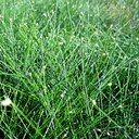 fiber-optics-grass-isolepis-cernua