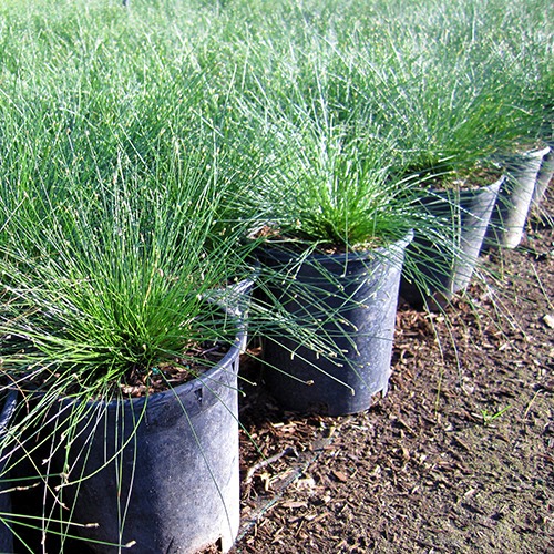 Fiber Optics Grass - Isolepis cernua