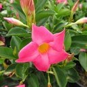 pink-mandevillea-dipladenia-sp