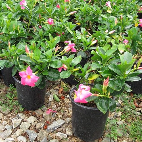 Pink Mandevillea - Mandevillea hybrid
