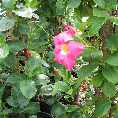 pink-mandevillea-dipladenia-sp