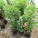 pink-mandevillea-dipladenia-sp