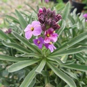 wallflower-erysimum-bowles-s-mauve
