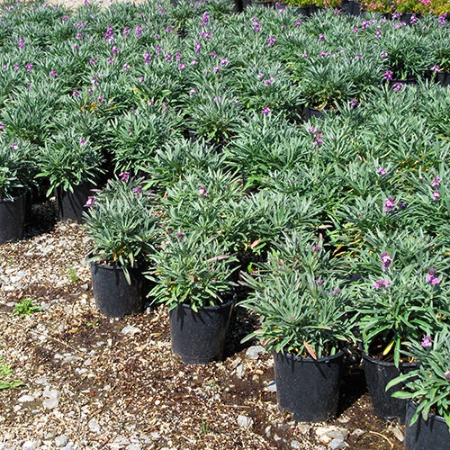 wallflower-erysimum-bowles-s-mauve