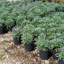 wallflower-erysimum-bowles-s-mauve