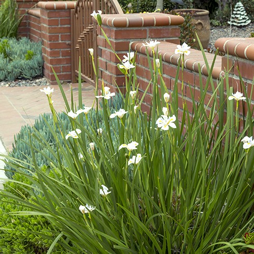African Iris - Dietes iridioides