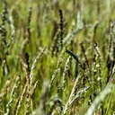 autumn-moor-grass-sesleria-autumnalis