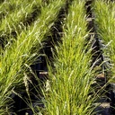 autumn-moor-grass-sesleria-autumnalis