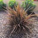 jack-spratt-flax-phormium-jack-spratt
