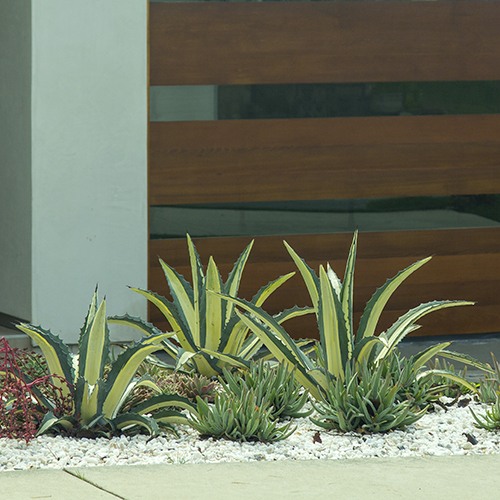 white-striped-century-plant-agave-americana-var-medio-picta-alba