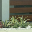 white-striped-century-plant-agave-americana-var-medio-picta-alba