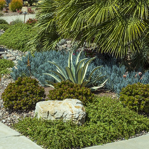 White-Striped Century Plant - Agave americana var. medio-picta 'Alba'