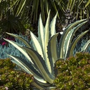 white-striped-century-plant-agave-americana-var-medio-picta-alba