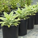 ray-of-light-fox-tail-agave-agave-attenuata-ray-of-light