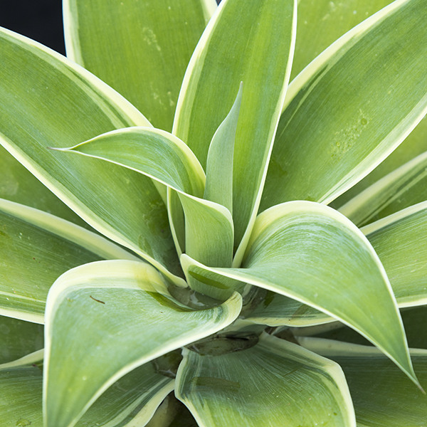 ray-of-light-fox-tail-agave-agave-attenuata-ray-of-light