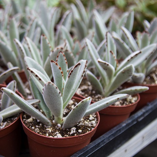panda-plant-kalanchoe-tomentosa