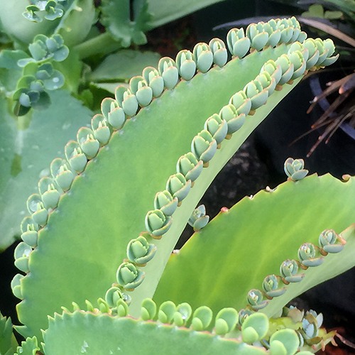 mother-of-thousands-kalanchoe-daigremontiana