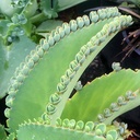 mother-of-thousands-kalanchoe-daigremontiana