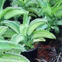 mother-of-thousands-kalanchoe-daigremontiana
