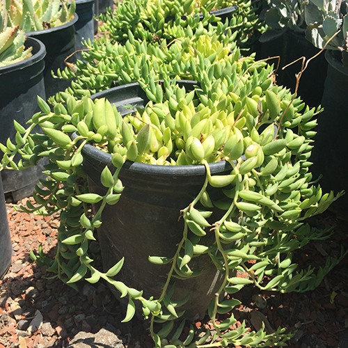 string-of-bananas-senecio-radicans