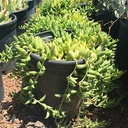string-of-bananas-senecio-radicans