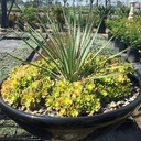 kiwi-aeonium-aeonium-kiwi