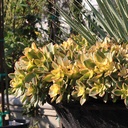 kiwi-aeonium-aeonium-kiwi