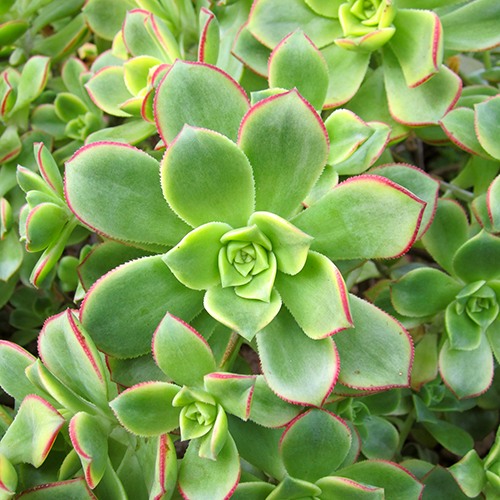 Kiwi Aeonium - Aeonium 'Kiwi'