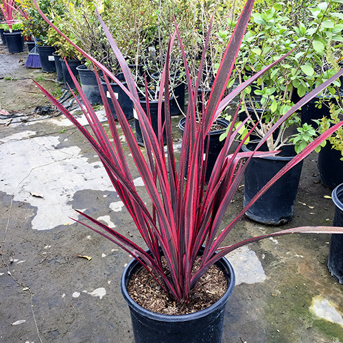 guardsman-new-zealand-flax-phormium-guardsman