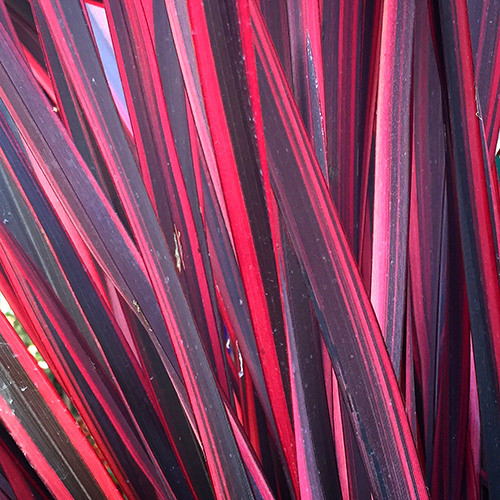 Guardsman New Zealand Flax - Phormium 'Guardsman'