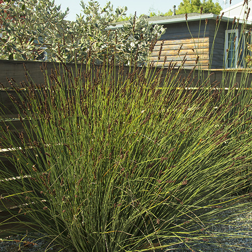 small-cape-rush-chondropetalum-tectorum