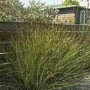 small-cape-rush-chondropetalum-tectorum