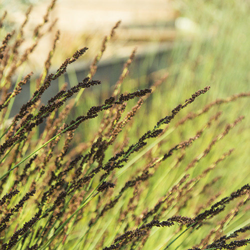 small-cape-rush-chondropetalum-tectorum