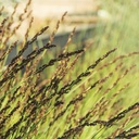 small-cape-rush-chondropetalum-tectorum