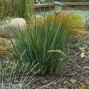 little-rev-flax-lily-dianella-revoluta-little-rev