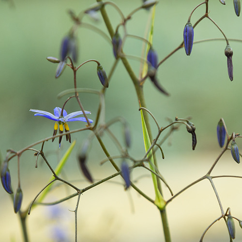 little-rev-flax-lily-dianella-revoluta-little-rev