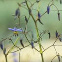 little-rev-flax-lily-dianella-revoluta-little-rev