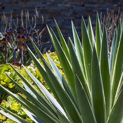 caribbean-agave-agave-angustifolia-marginata