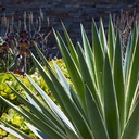 caribbean-agave-agave-angustifolia-marginata