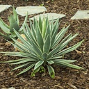 caribbean-agave-agave-angustifolia-marginata
