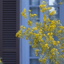 feathery-cassia-senna-artemisioides
