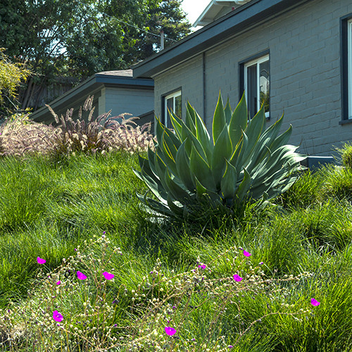 Blue Flame Agave - Agave 'Blue Flame'