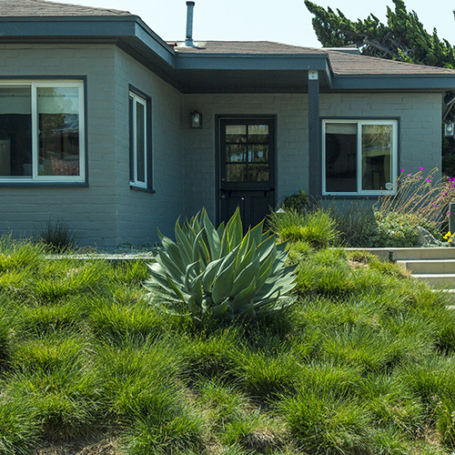 blue-flame-agave-agave-blue-flame