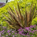 sundowner-new-zealand-flax-phormium-sundowner