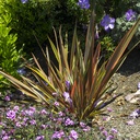 sundowner-new-zealand-flax-phormium-sundowner